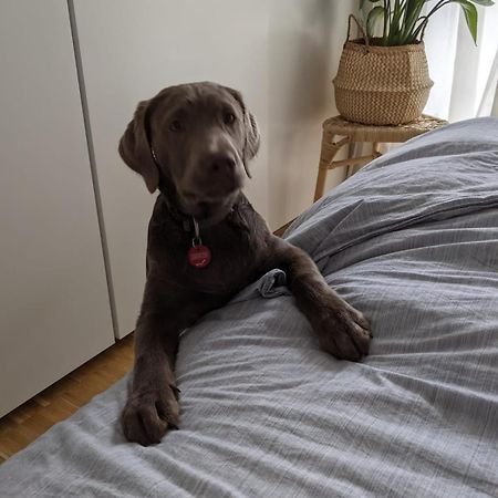 Bed & Breakfast Bonn 24 Mai Bis14 Juni Mit Hund In Der Wohnung Exterior photo